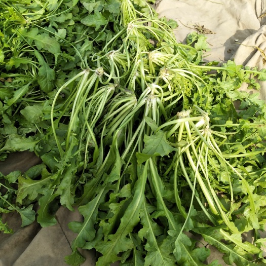 虞城县 大叶荠菜
