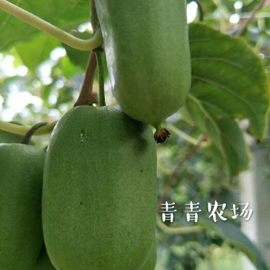 庄河市 来自东北深山里的软枣猕猴桃