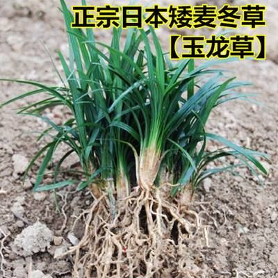 玉龙草(日本矮麦冬)庭院绿化工程用苗