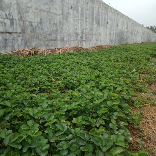 临沂 沂蒙山草莓苗。
