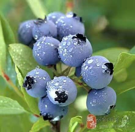 灵山县 通诚果苗场～蓝丰蓝莓苗
