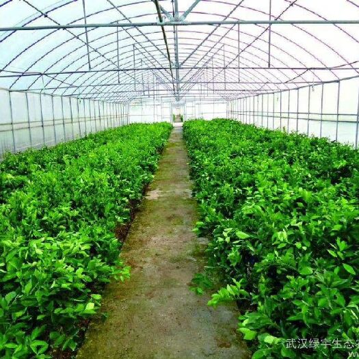 天津蔬菜大棚