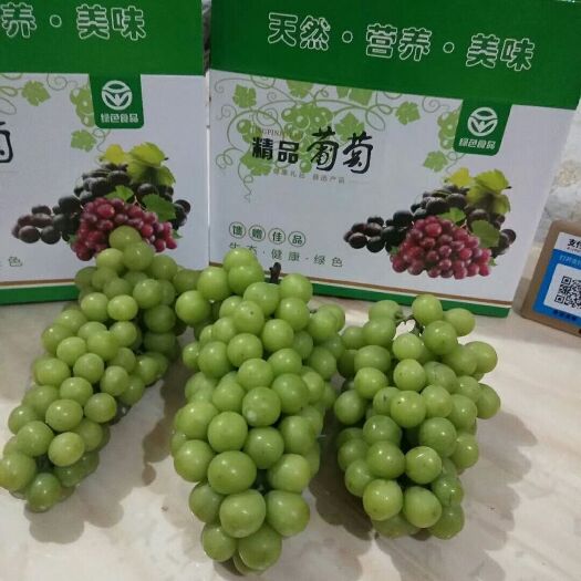 孟州市阳光玫瑰 1.5- 2斤 5%以下 1次果