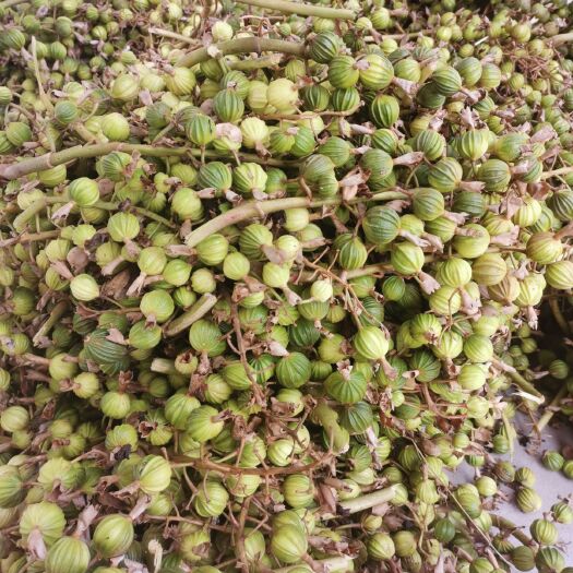屏山县香砂仁  砂仁大量供应，批量批发，价格美丽，求收购