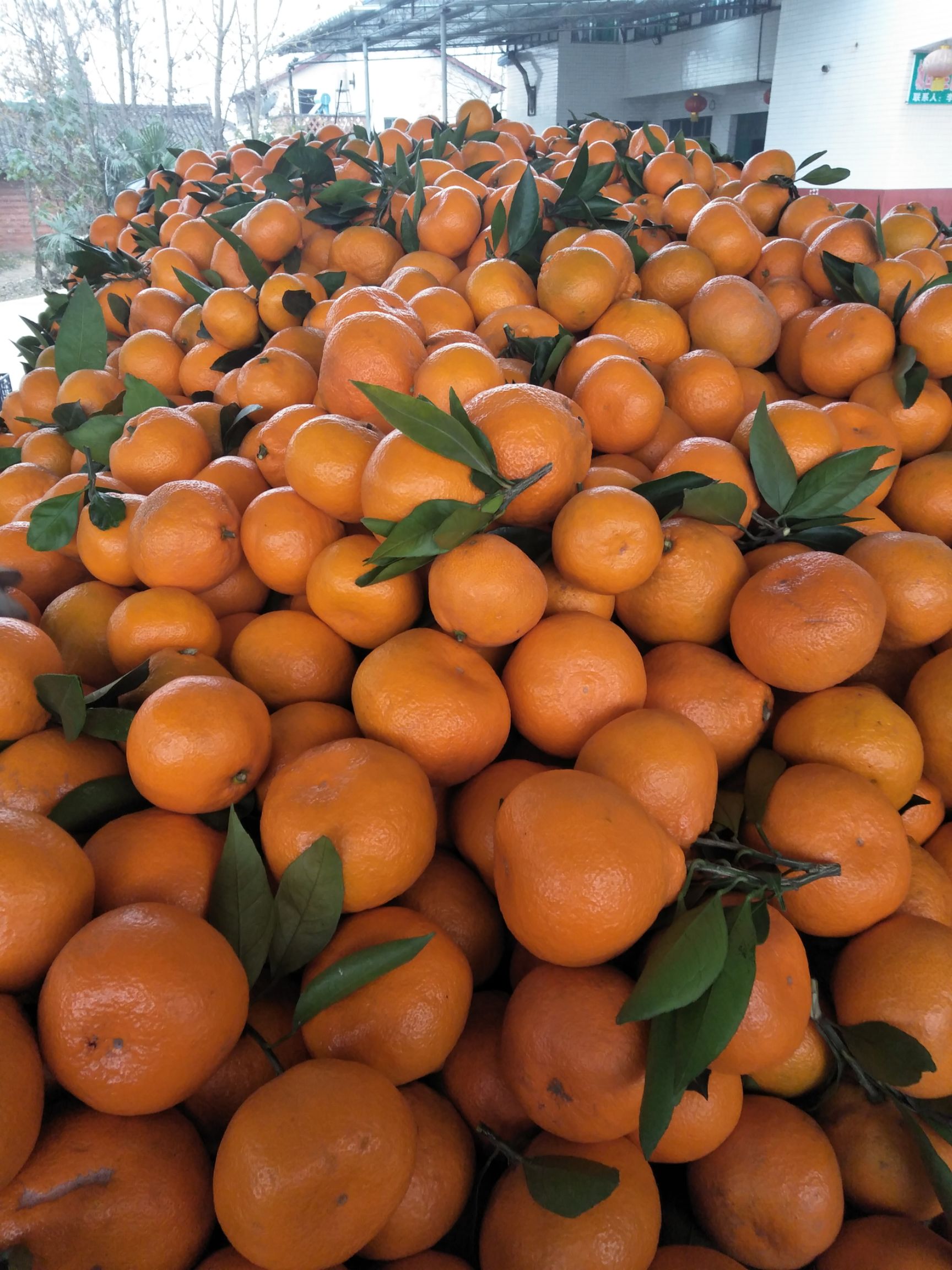 柑桔  陕西汉中城固蜜桔口感酸甜清香入口化渣皮薄光亮无痕迹