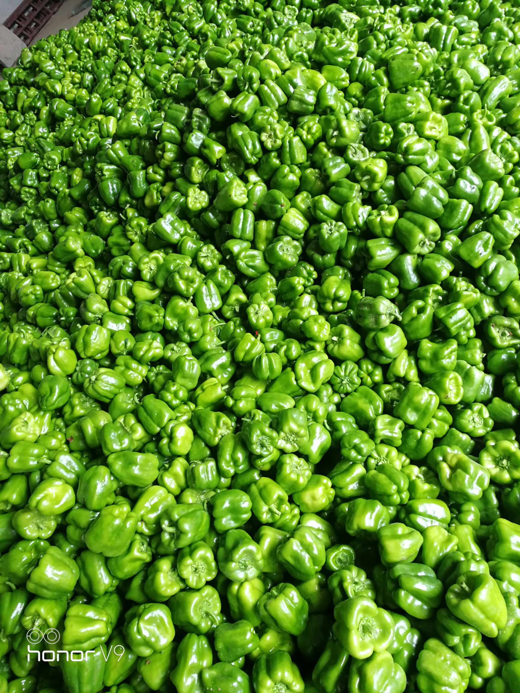  尖椒圆椒茄子豆角大量上市需要的联系我