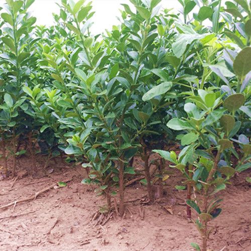 大叶冬青  大叶黄杨苗