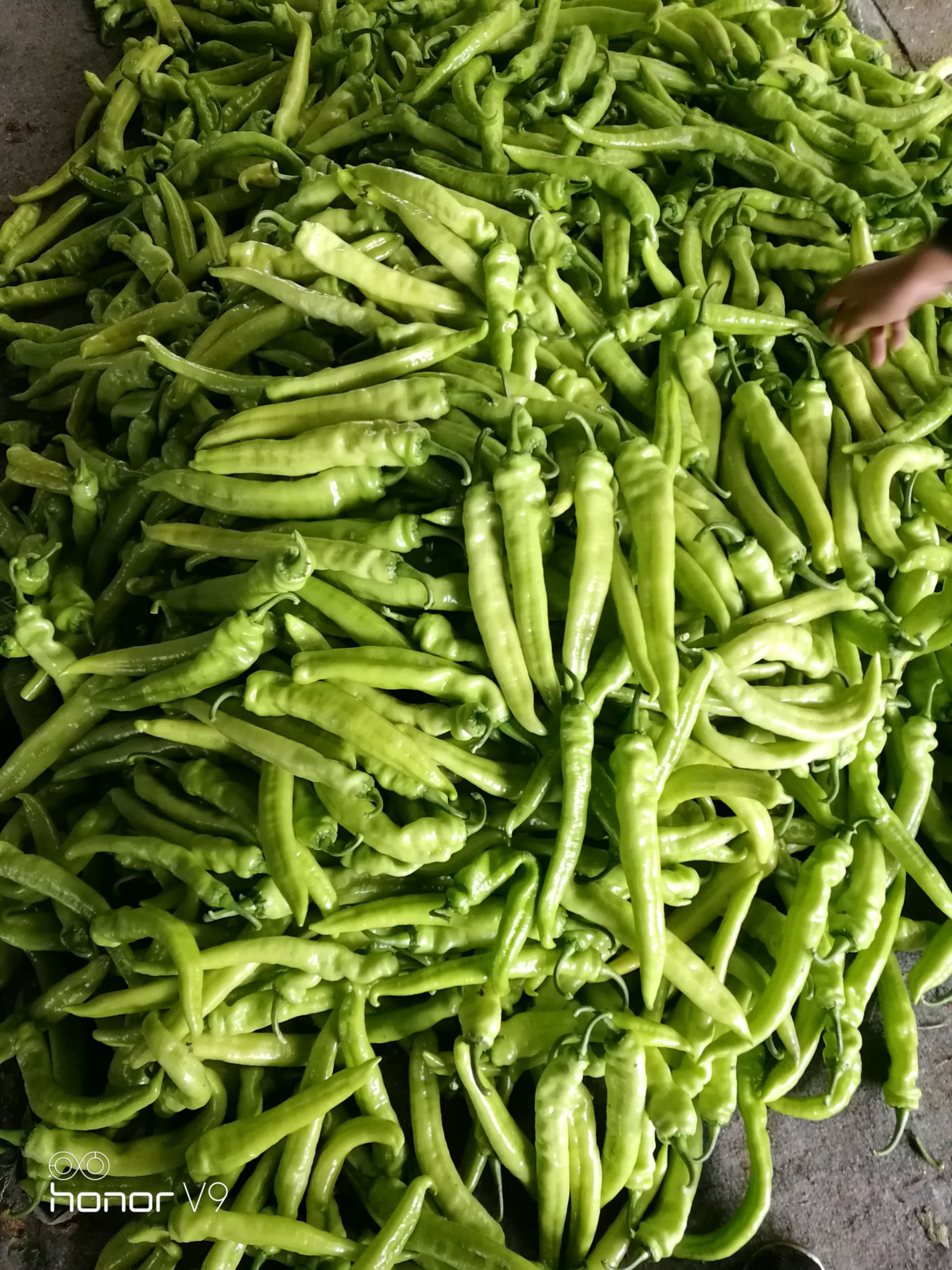  尖椒圆椒茄子豆角大量上市需要的联系我