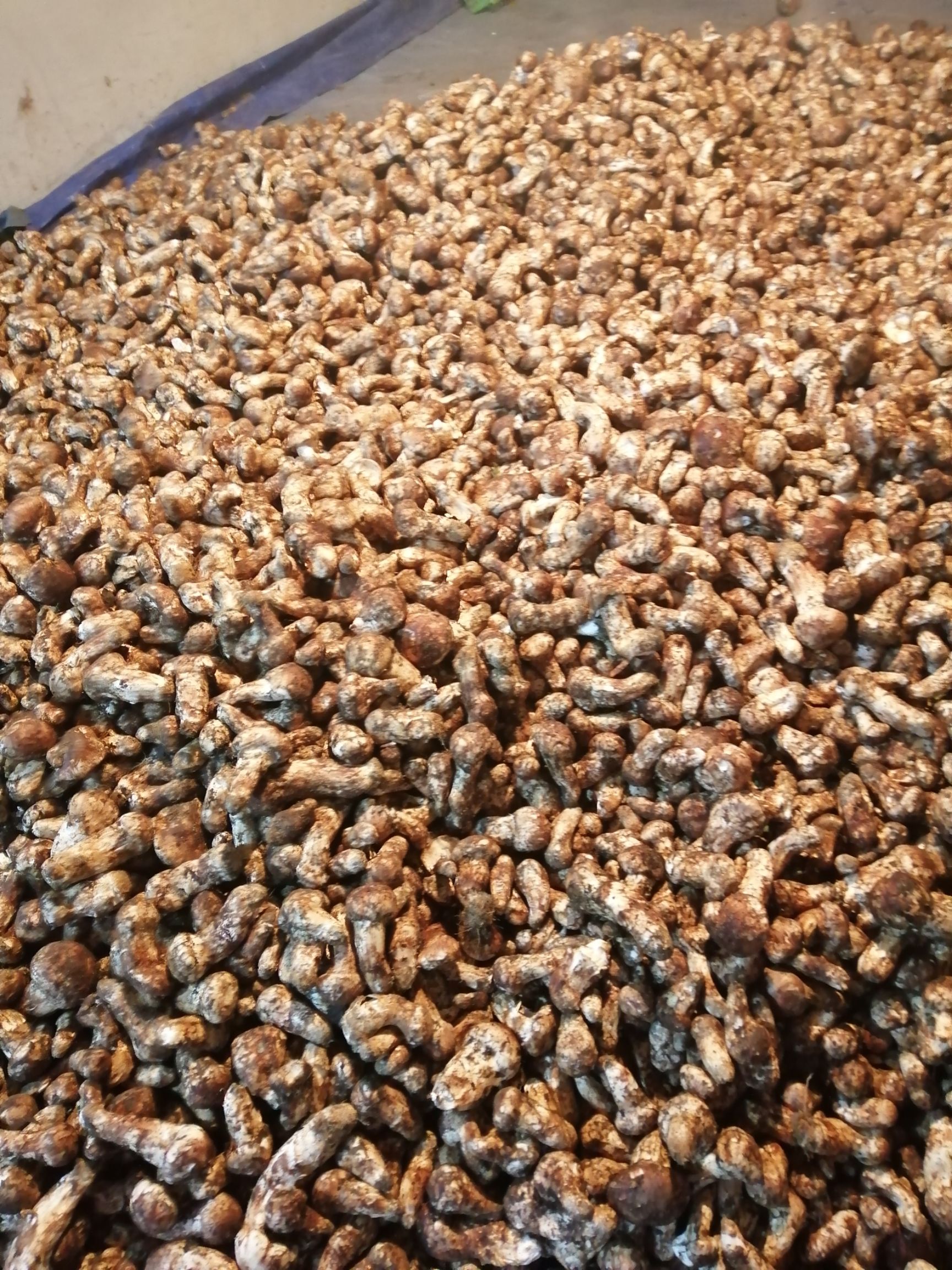 松茸 松耸，高原出产的，质量好，数量大，各位老板从速下手