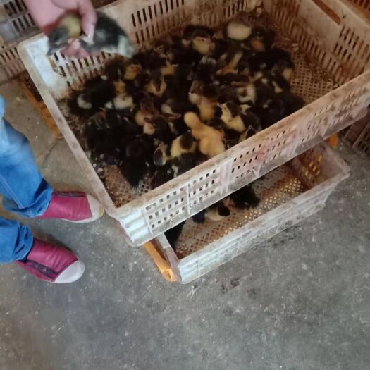 南宁番鸭苗 禽苗供应