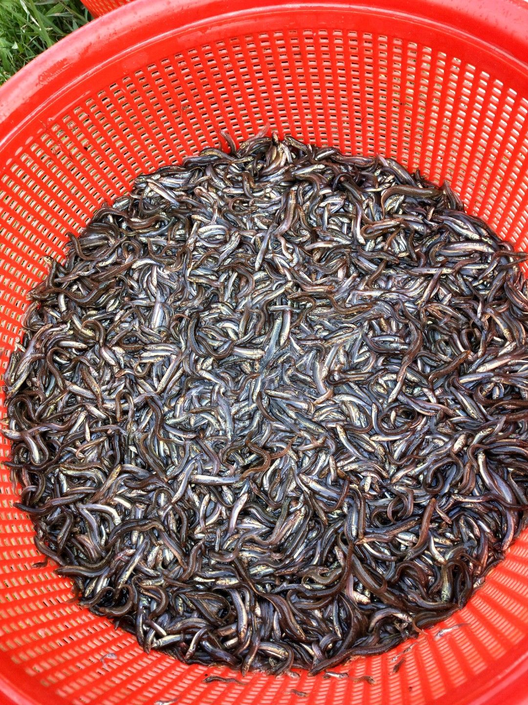 泥鳅苗 泥鳅 泥鳅孵化场