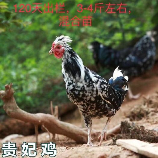 南宁 贵妃鸡苗,批发鸡苗鸭苗鹅苗珍禽苗,包打疫苗,包运输成活