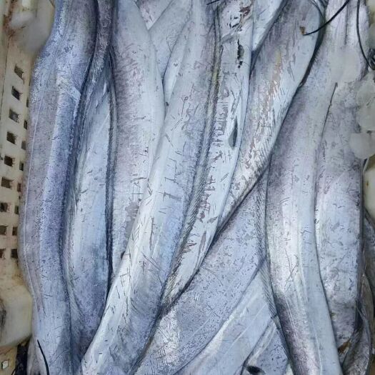 荣成市 自家渔船 一手货源！小刀鱼