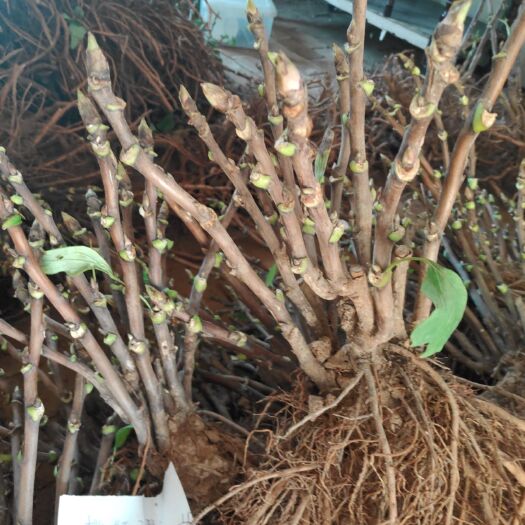 菏泽牡丹树 0.5米以下 2cm以下 4cm以下