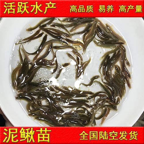  泥鰍苗，活體 批發(fā)泥鰍苗  寸苗4～6公分水花苗