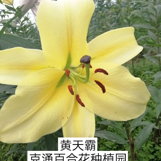 南平 百合花   黄天霸
