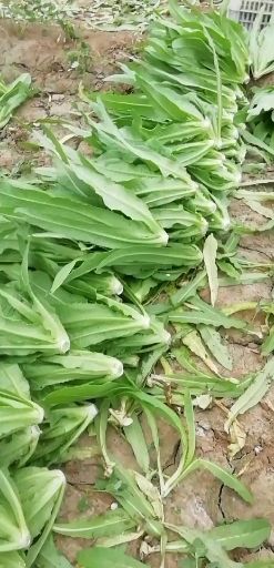 美冠油麦菜 25~30cm