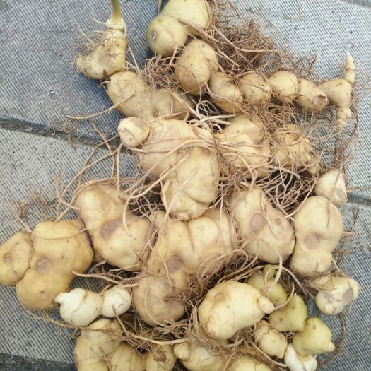思茅 滇黄精