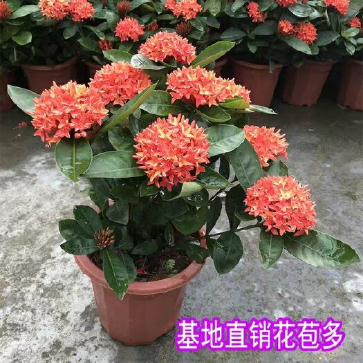 沭阳县 龙船花盆栽带花好养 庭园四季观赏绿植花卉花期长耐养植物包邮