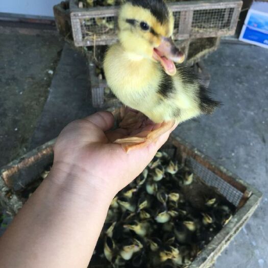 南宁 大种杂交鸭苗