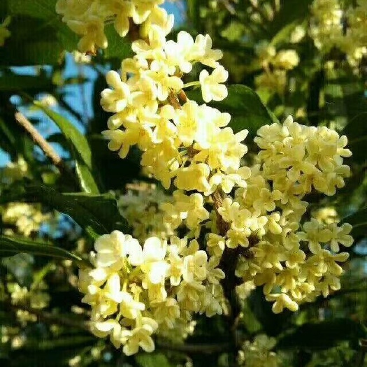 咸宁丹桂  桂花树