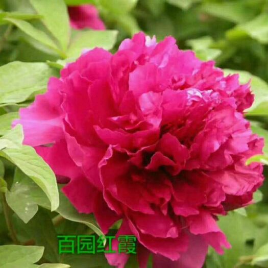 菏泽观赏牡丹 只有赢得客户满意，才是对自己最好的报答