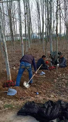  宋红芝家庭农场专业种植于销售紫穗槐