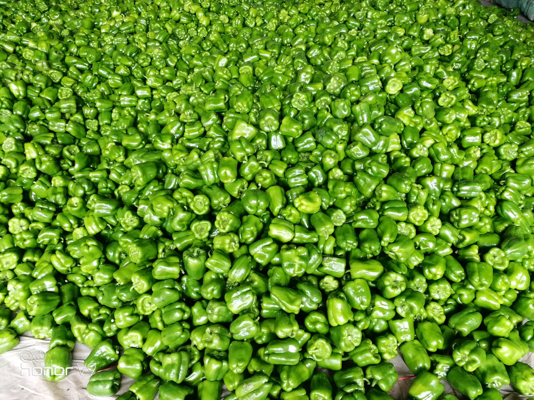  尖椒圆椒茄子豆角大量上市需要的联系我