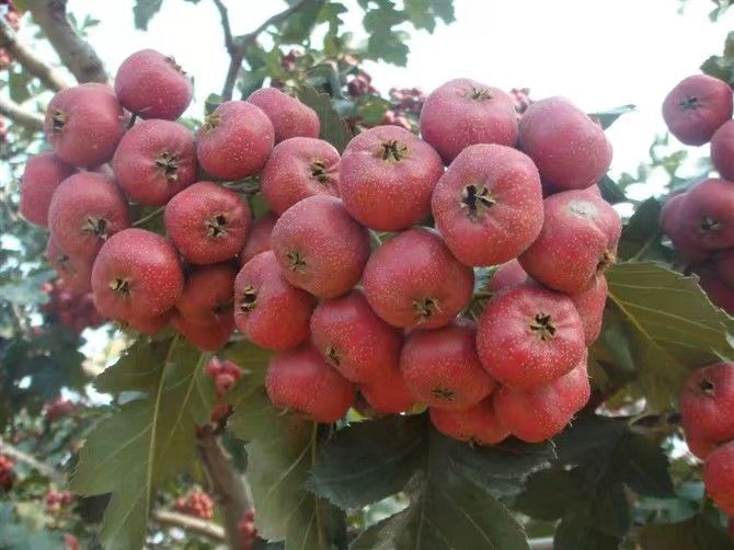 临朐县大金星山楂 20 - 25克