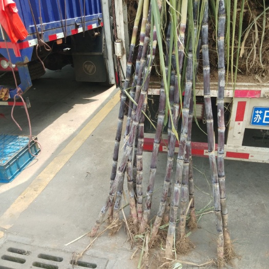  刚到一车甘蔗，吴江城南市场
