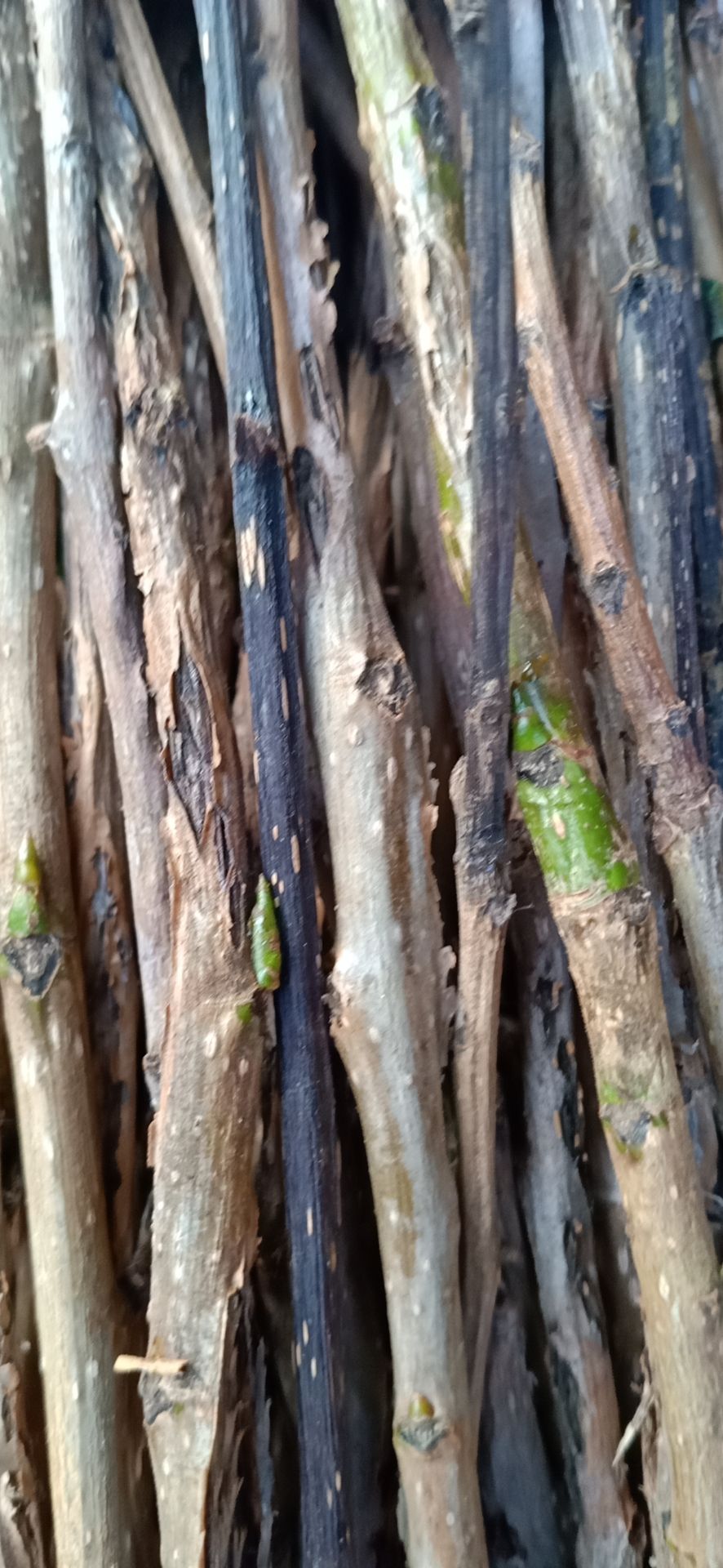 纯前期手选杨树金蝉卵枝条，出售生条，预定孵化条，保证质量