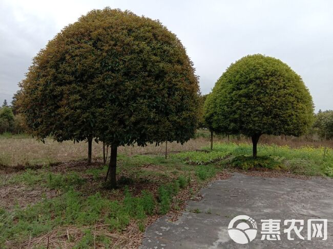 普通桂花树  大量供应各种规格的桂花树，欢迎各位老板合作