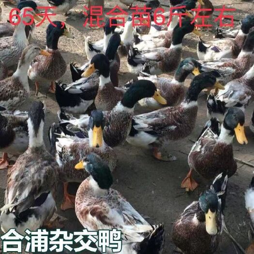 南宁 大种杂交鸭苗,批发鸡苗鸭苗鹅苗珍禽苗,包打疫苗运输成活