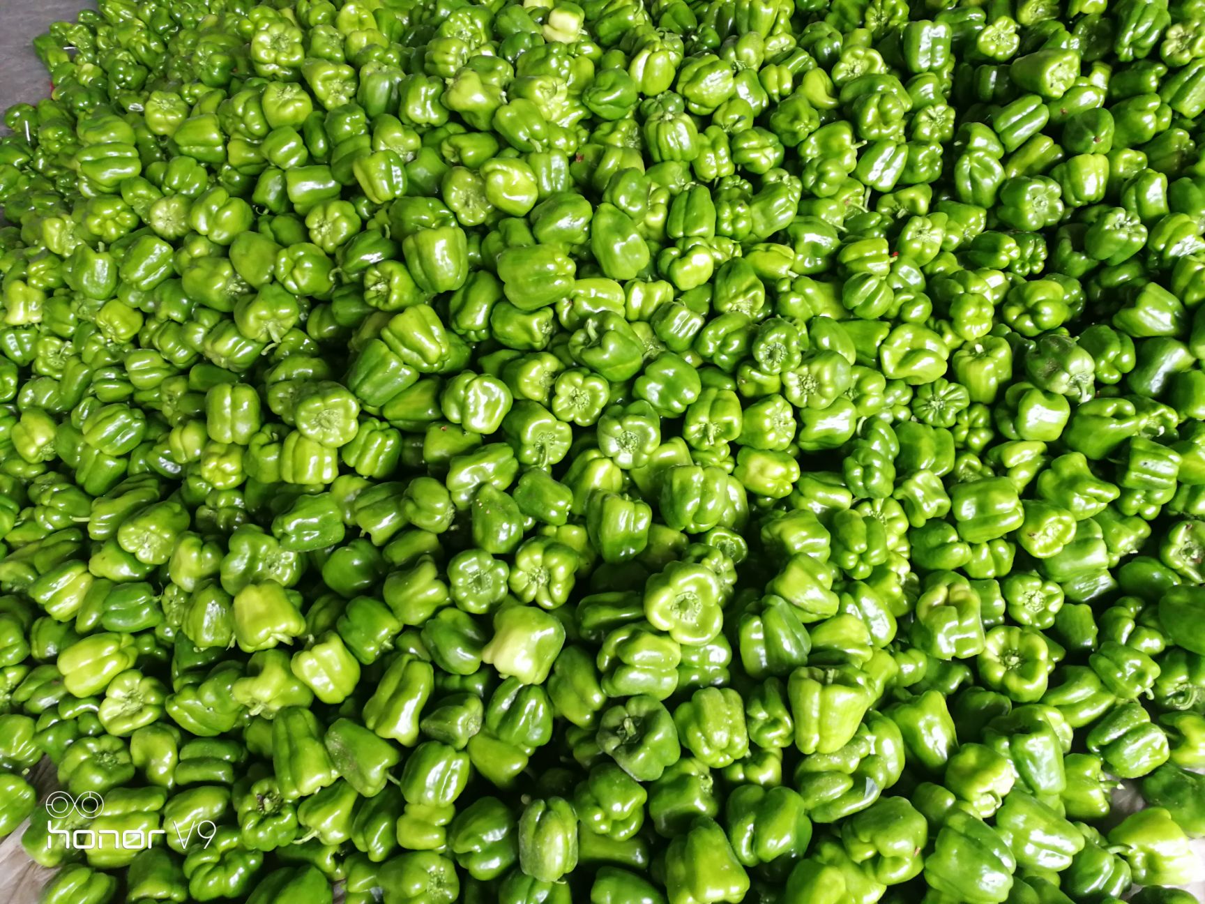  尖椒圆椒茄子豆角大量上市需要的联系我