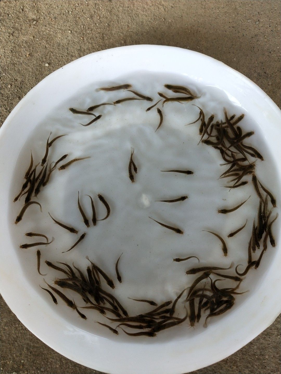  泥鳅苗 泥鳅 泥鳅孵化场