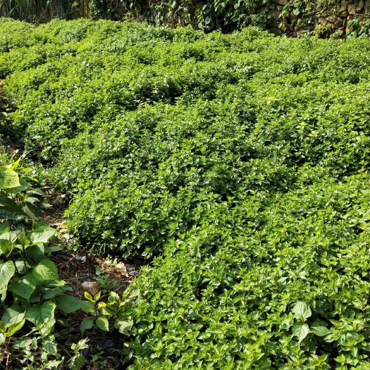 上杭县 新地块种植的仙草批发