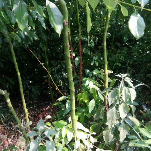 汝阳县 大量香樟树出售