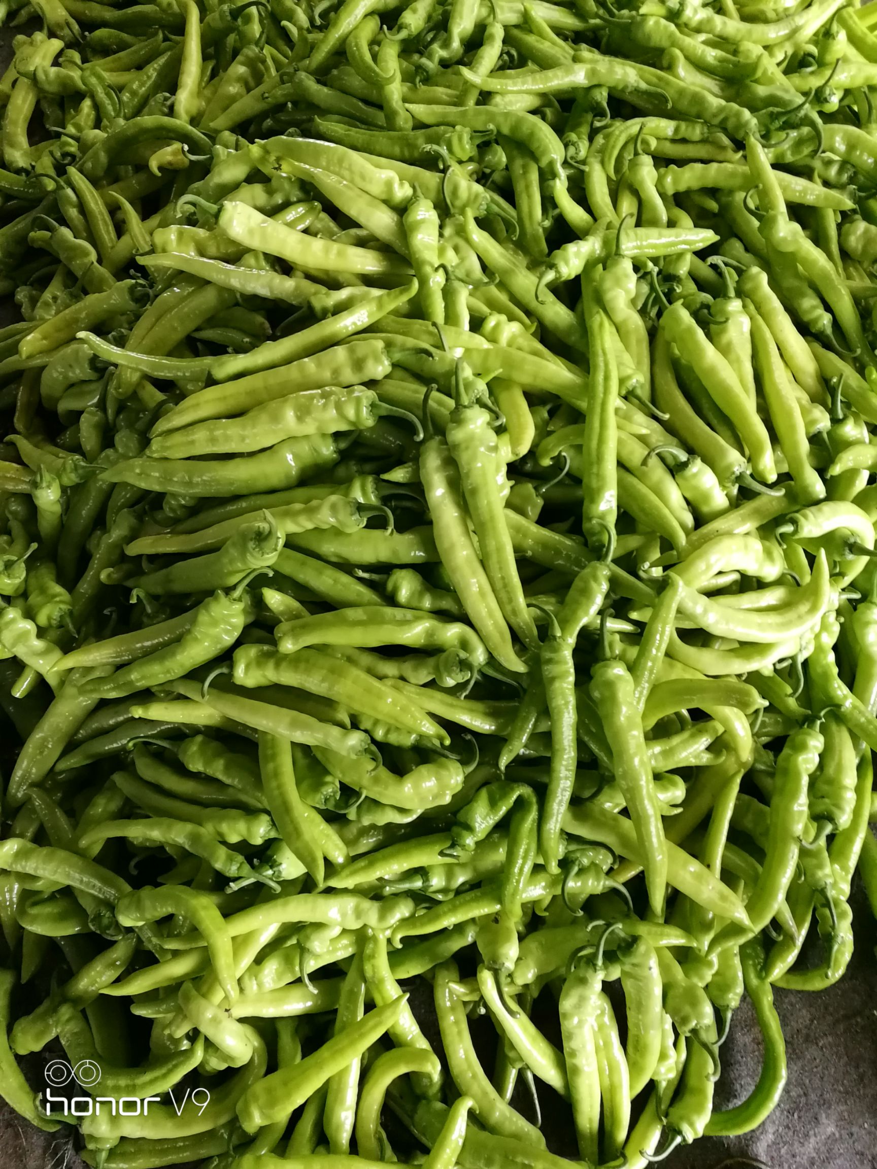  尖椒圆椒茄子豆角大量上市需要的联系我