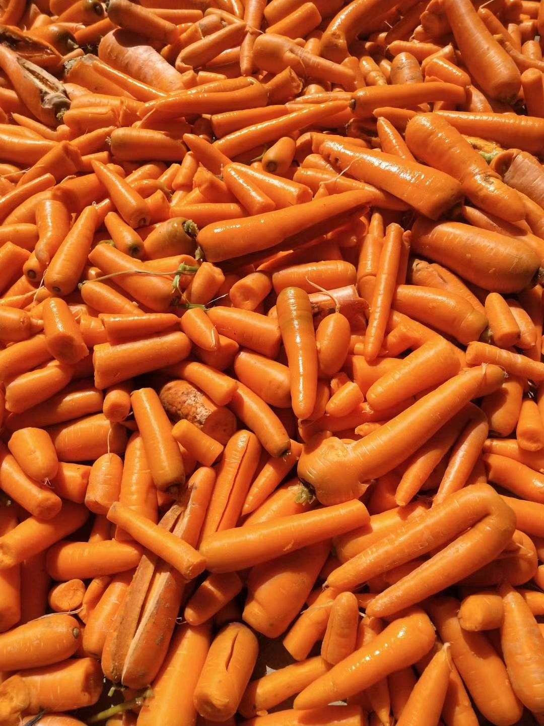 开封三红胡萝卜  次品胡萝卜养殖用，加工厂用胡萝卜。量大优惠，全年供应养殖蔬菜