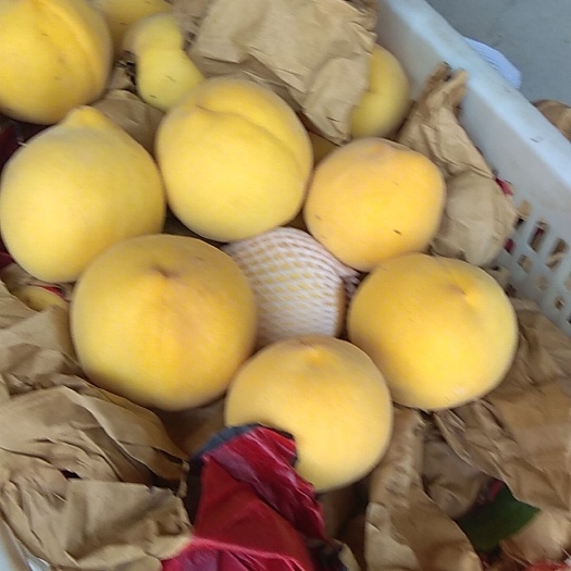 灵宝市黄金桃  黄土高坡，表光好，甜度高，亮度好，耐运输，能存储，