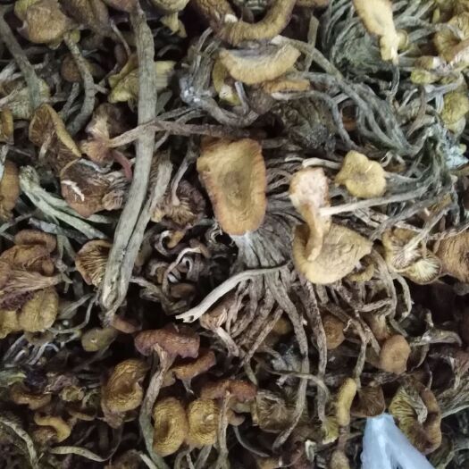 旺苍县 采自巴蜀大山里的天然茶树菇，干货，烘干而成，香味浓郁
