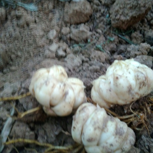 新宁县龙牙百合 3cm-5cm