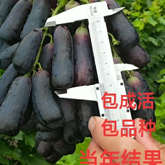 平邑县蓝宝石葡萄苗 葡萄树苗甜密蓝宝石包品种！当年结果假一赔万，城信第一