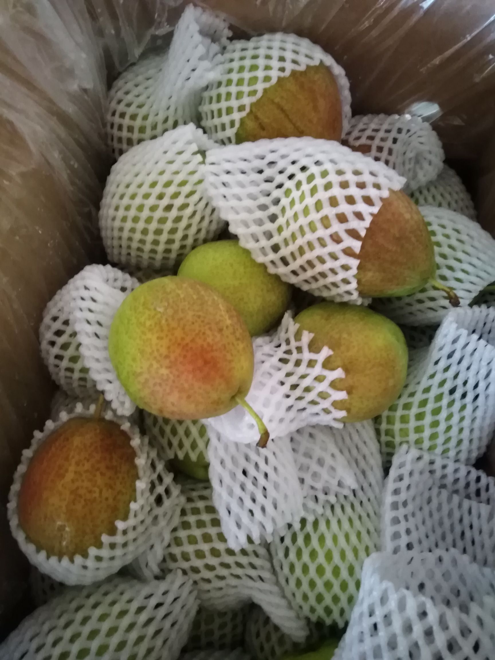  红香酥梨，新梨七号开始出库了