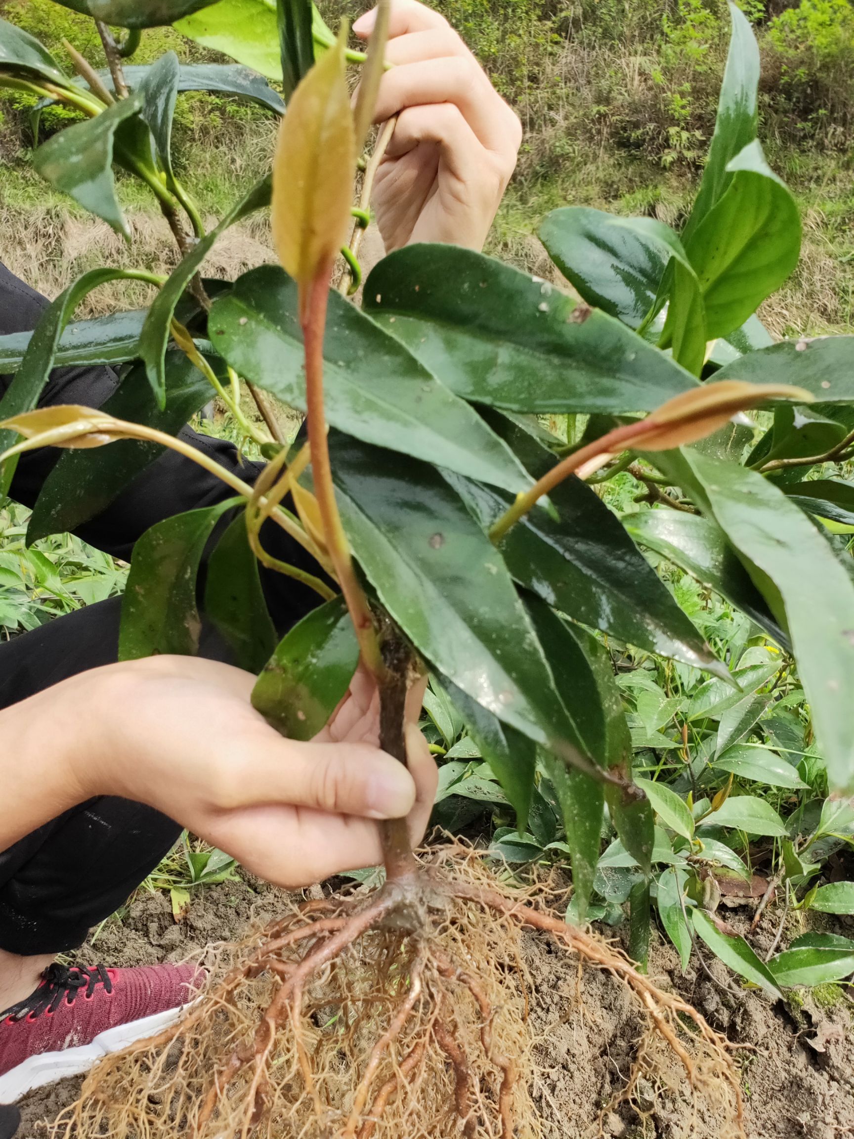 粉红黑老虎苗 布福娜两年苗【正品假一赔十】15年种植基地直供可上门