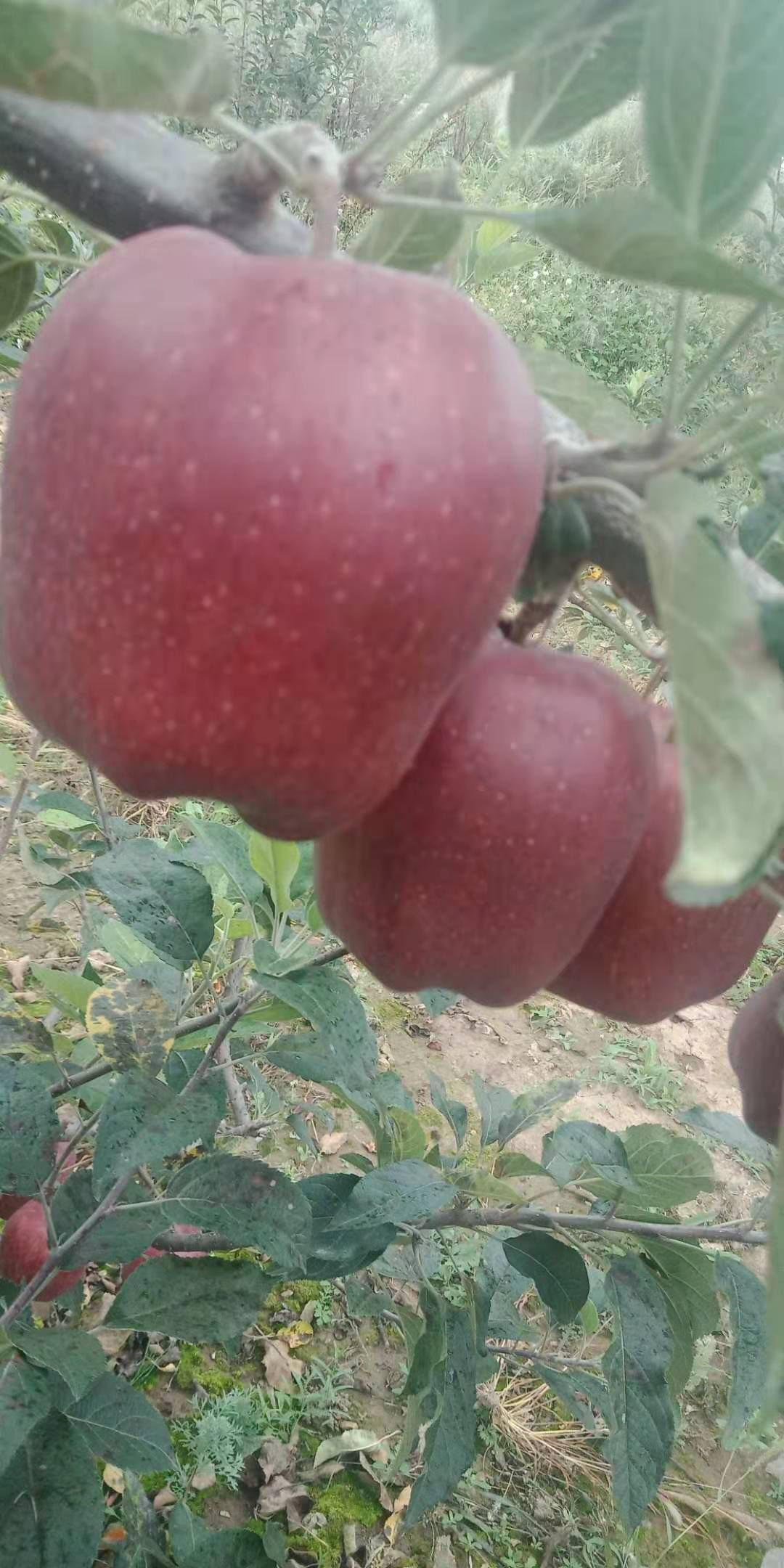  甘肃天水花牛苹果，果园现摘全国各地发货