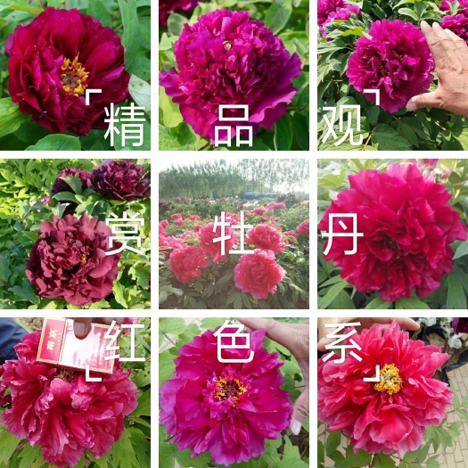 菏泽【爆款推荐】牡丹，精品观赏牡丹，多层花，保成活，保品种，现挖