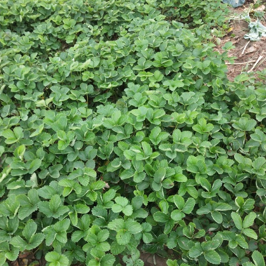 保定达塞草莓苗 跟粗苗壮，无病毒，成活率高达百分之九十五以上