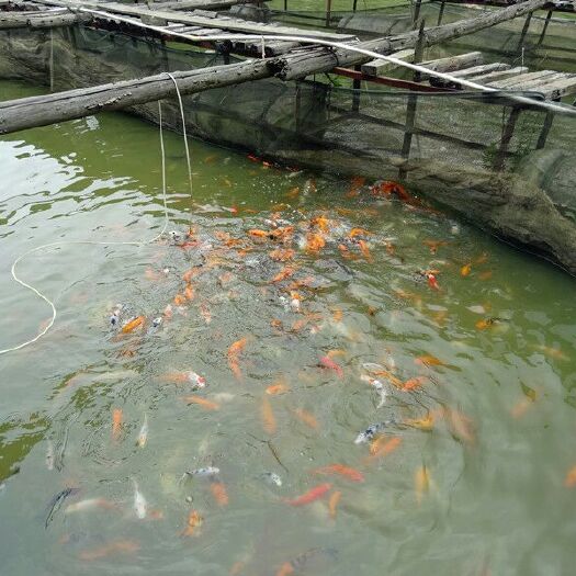 南宁 批发草鱼、罗非鱼、泥鳅、大头鱼等各种鱼苗,优良品种、价格实
