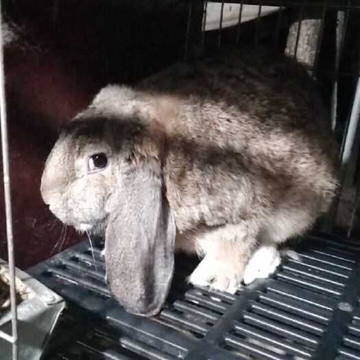 郓城县 大量公羊兔出售